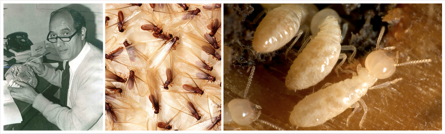 William L. Nutting Termite Collection